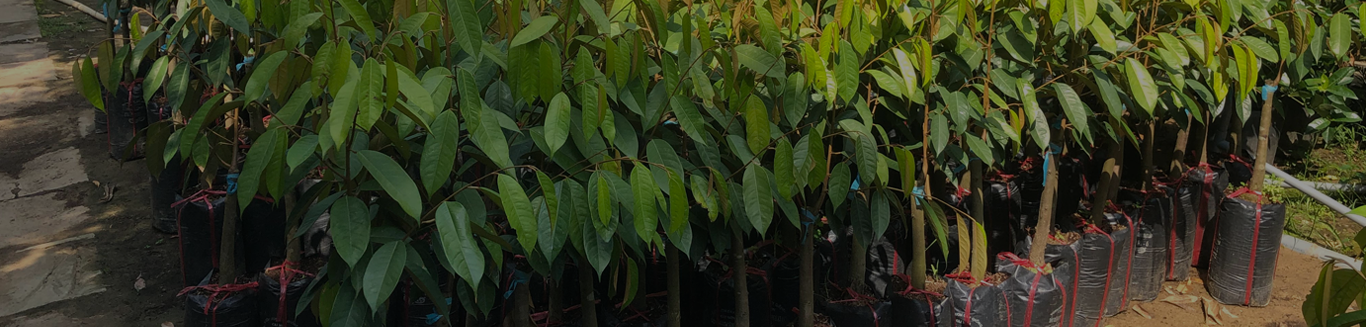 CƠ SỞ CÂY GIỐNG HOA KIỂNG THÁI LỘC