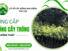 Đơn vị cung cấp giống cây trồng tại Đồng Tháp chất lượng, đa dạng chủng loại