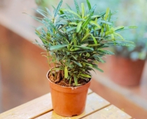 Cơ sở nào chuyên bán cây vạn niên tùng đẹp Tiền Giang giá rẻ?