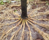 Cơ sở chuyên bán mai chiếu thủy giá rẻ Tiền Giang không nên bỏ lỡ