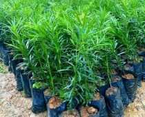 Cơ sở uy tín chuyên cung cấp cây giống làng hoa kiểng Sa Đéc