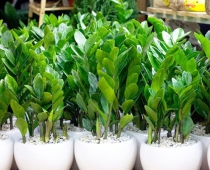 Loại cây phong thủy giúp hút tài lộc, đón bình an bạn nên trồng