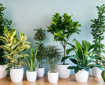 Thế nào là cây phong thủy? Vai trò của nó trong cuộc sống