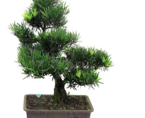 Cách chăm sóc cây vạn niên tùng như thế nào?