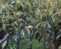 Đơn vị chuyên cung cấp cây giống sầu riêng Tiền Giang không nên bỏ lỡ