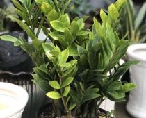 Cơ sở nào chuyên cung cấp cây phong thủy Tiền Giang chất lượng tốt?