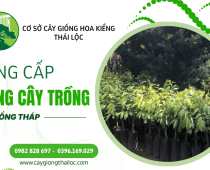 Đơn vị cung cấp giống cây trồng tại Đồng Tháp chất lượng, đa dạng chủng loại