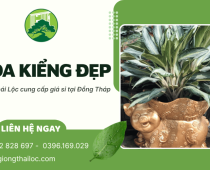 Cơ sở Thái Lộc cung cấp hoa kiểng đẹp, giá sỉ uy tín tại Đồng Tháp