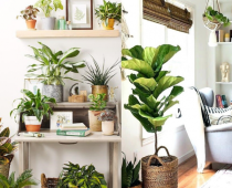 5 vị trí đặt cây phong thủy giúp gia chủ đón tài lộc tốt nhất