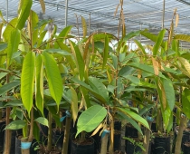 Đâu là cơ sở uy tín chuyên cung cấp sầu riêng giống Cái Mơn Bến Tre?