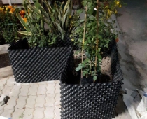 Bạn đang tìm kiếm trung tâm cây giống Tiền Giang giá tốt, uy tín?