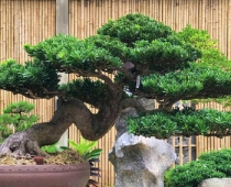 Cây vạn niên tùng là cây gì? Ý nghĩa của cây vạn niên tùng