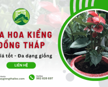 Cây Giống Hoa Kiểng Thái Lộc – Vựa hoa kiểng Đồng Tháp giá sỉ, đa dạng giống hoa