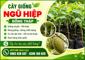 Cây Giống Ngũ Hiệp Đồng Tháp – Địa Chỉ Cung Cấp Cây Giống Chất Lượng, Uy Tín Cho Nhà Vườn