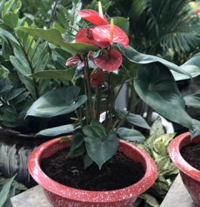 Các loại hoa kiểng