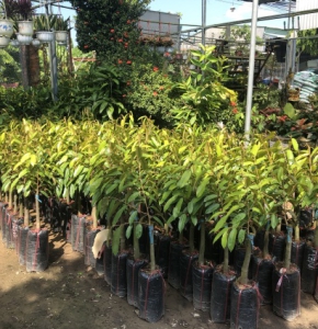 Các loại cây giống