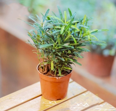 Cơ sở nào chuyên bán cây vạn niên tùng đẹp Tiền Giang giá rẻ?