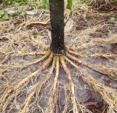 Cơ sở chuyên bán mai chiếu thủy giá rẻ Tiền Giang không nên bỏ lỡ