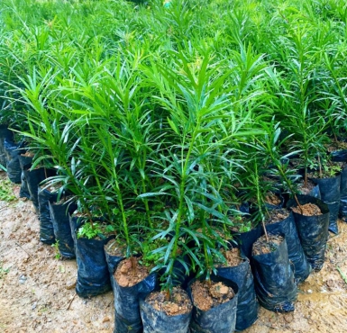 Cơ sở uy tín chuyên cung cấp cây giống làng hoa kiểng Sa Đéc