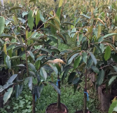 Đơn vị chuyên cung cấp cây giống sầu riêng Tiền Giang không nên bỏ lỡ