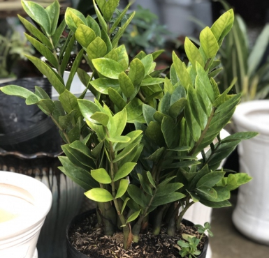 Cơ sở nào chuyên cung cấp cây phong thủy Tiền Giang chất lượng tốt?