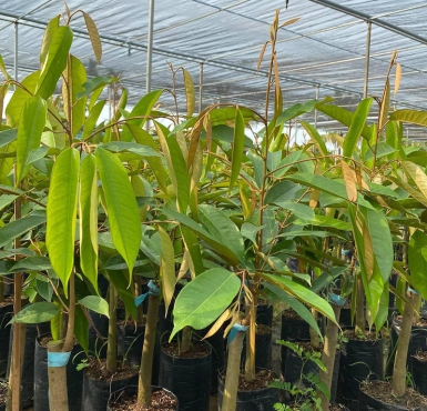 Đâu là cơ sở uy tín chuyên cung cấp sầu riêng giống Cái Mơn Bến Tre?