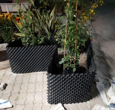 Bạn đang tìm kiếm trung tâm cây giống Tiền Giang giá tốt, uy tín?