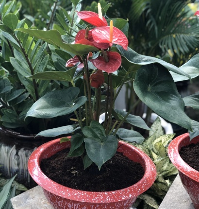 Các loại hoa kiểng