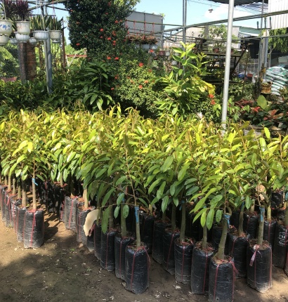 Các loại cây giống