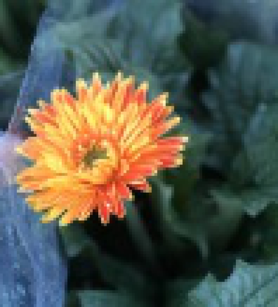 Cúc đồng tiền nhiều màu