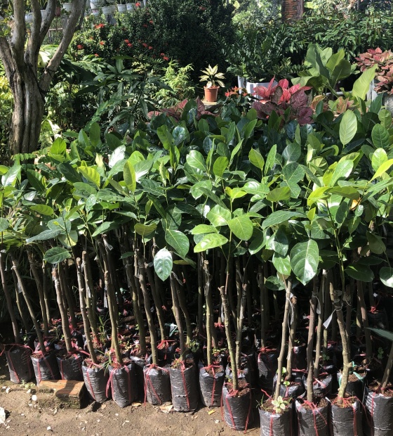 Cây mít siêu sớm da xanh