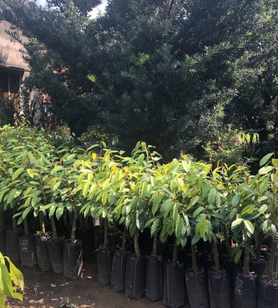 Cây giống sầu riêng các loại