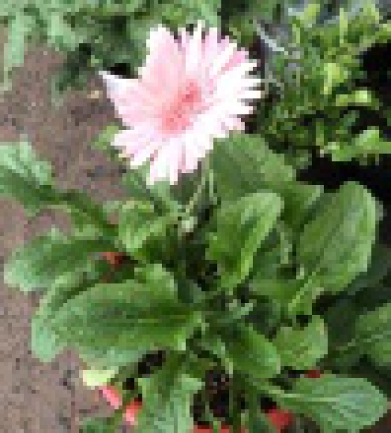 Cúc đồng tiền nhiều màu