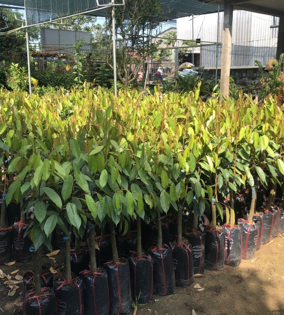 Cây giống sầu riêng Mon Thong