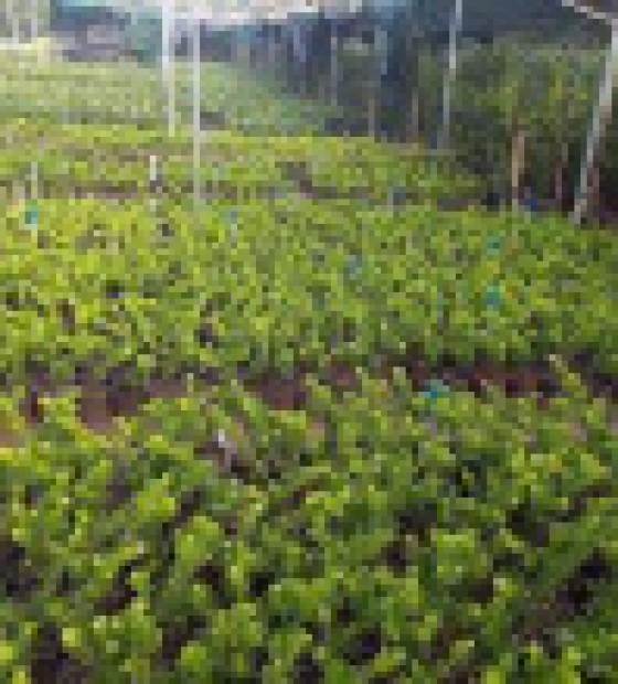 Tùng kim cương giống đủ kích cỡ