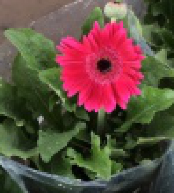 Cúc đồng tiền nhiều màu