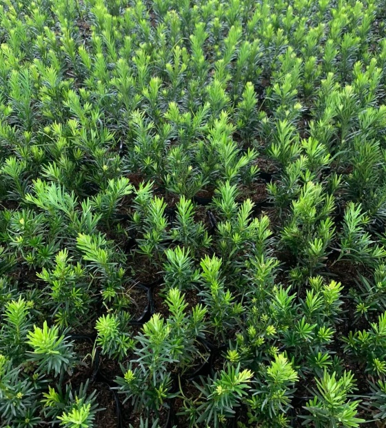 Cây Tùng Vạn Niên