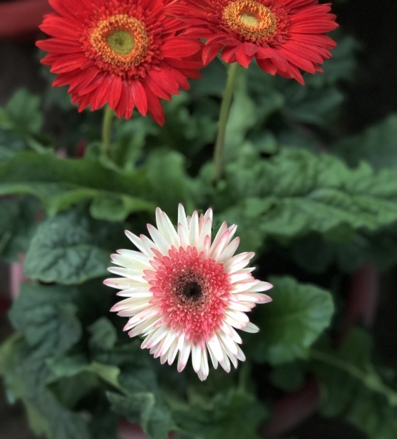 Cúc đồng tiền nhiều màu