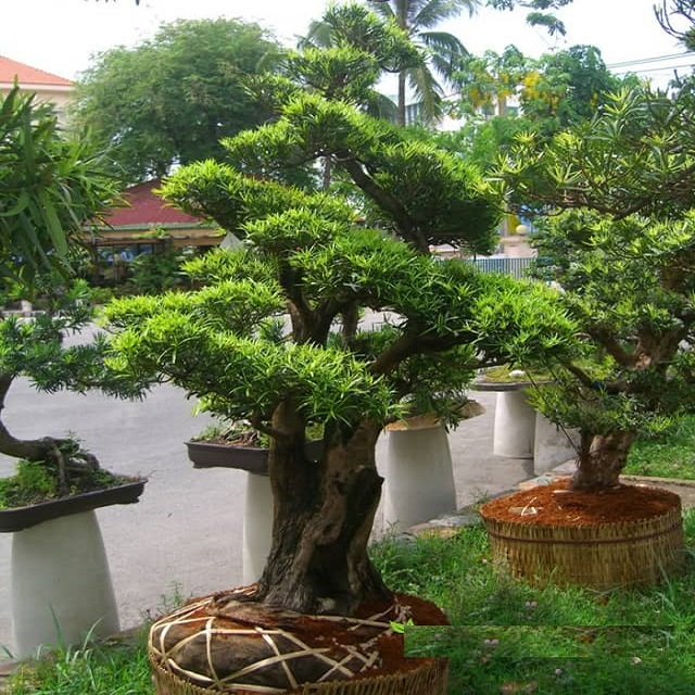 CƠ SỞ CÂY GIỐNG HOA KIỂNG THÁI LỘC