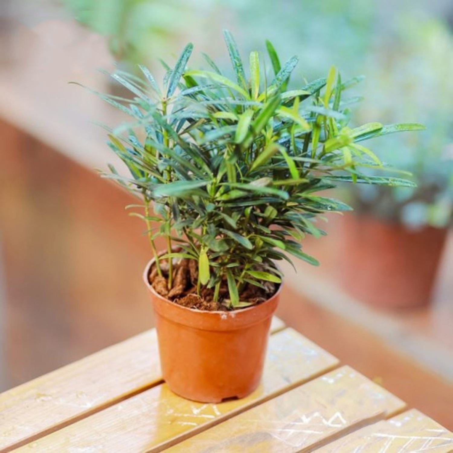 CƠ SỞ CÂY GIỐNG HOA KIỂNG THÁI LỘC