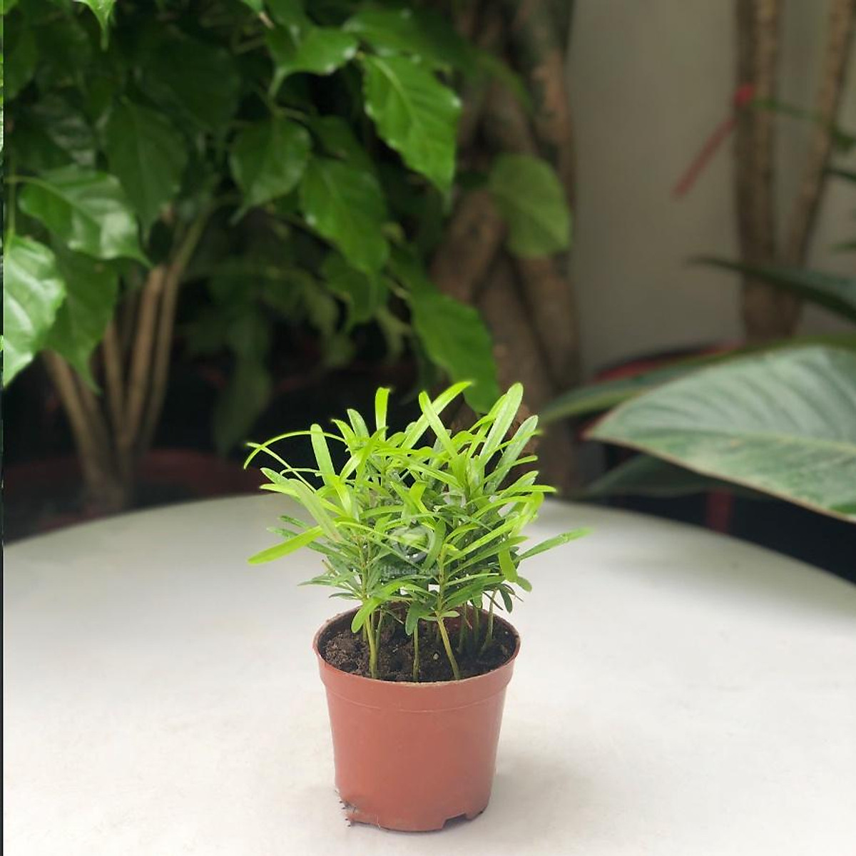 CƠ SỞ CÂY GIỐNG HOA KIỂNG THÁI LỘC