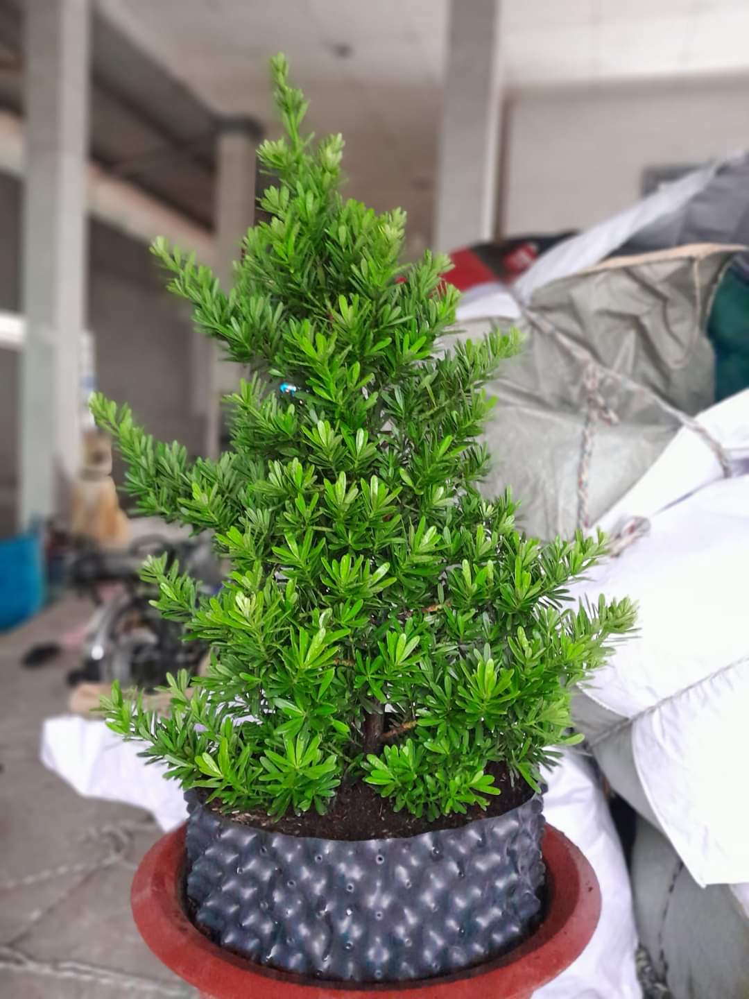 CƠ SỞ CÂY GIỐNG HOA KIỂNG THÁI LỘC