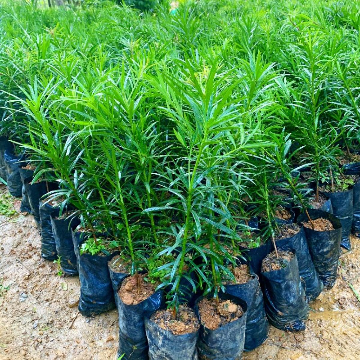 CƠ SỞ CÂY GIỐNG HOA KIỂNG THÁI LỘC