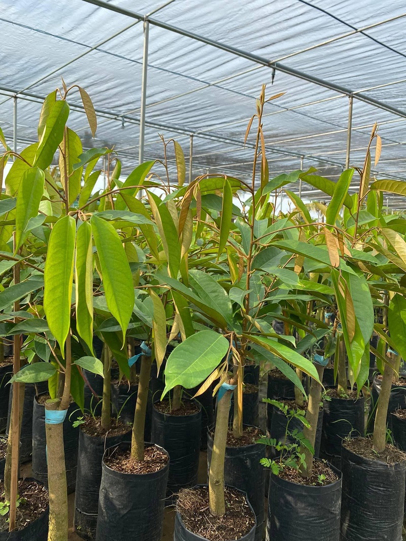 CƠ SỞ CÂY GIỐNG HOA KIỂNG THÁI LỘC