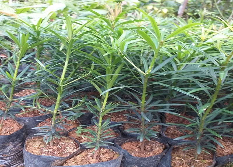 CƠ SỞ CÂY GIỐNG HOA KIỂNG THÁI LỘC