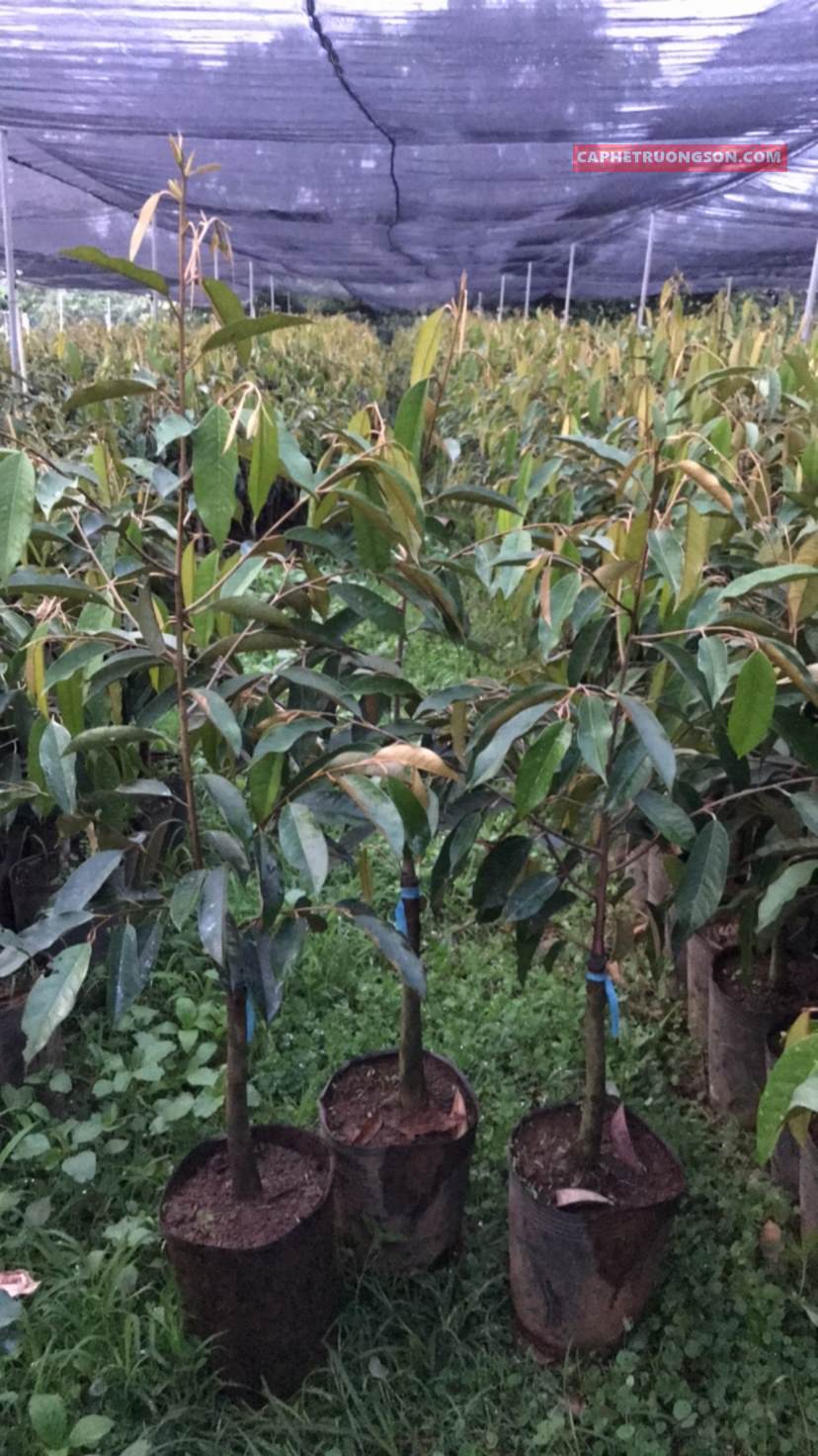 CƠ SỞ CÂY GIỐNG HOA KIỂNG THÁI LỘC