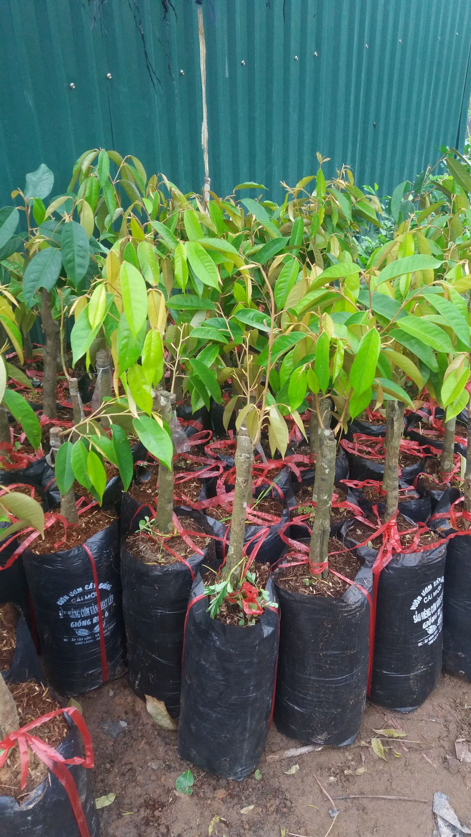 CƠ SỞ CÂY GIỐNG HOA KIỂNG THÁI LỘC