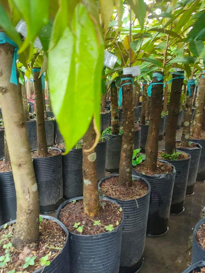 CƠ SỞ CÂY GIỐNG HOA KIỂNG THÁI LỘC