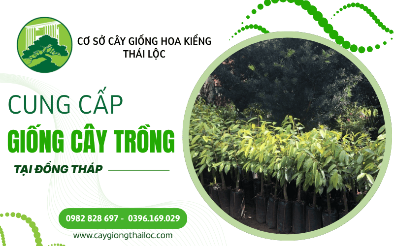 giống cây trồng Đồng Tháp