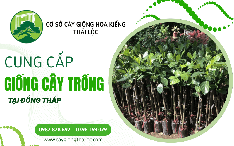 giống cây trồng Đồng Tháp